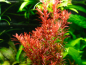 Preview: Rotala rotundifolia Blood Red - Blutrote Rotala